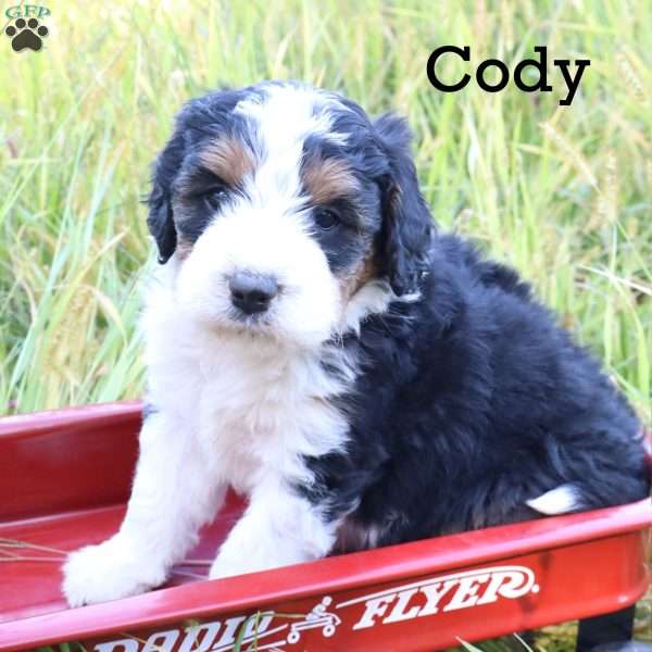 Cody, Bernedoodle Puppy